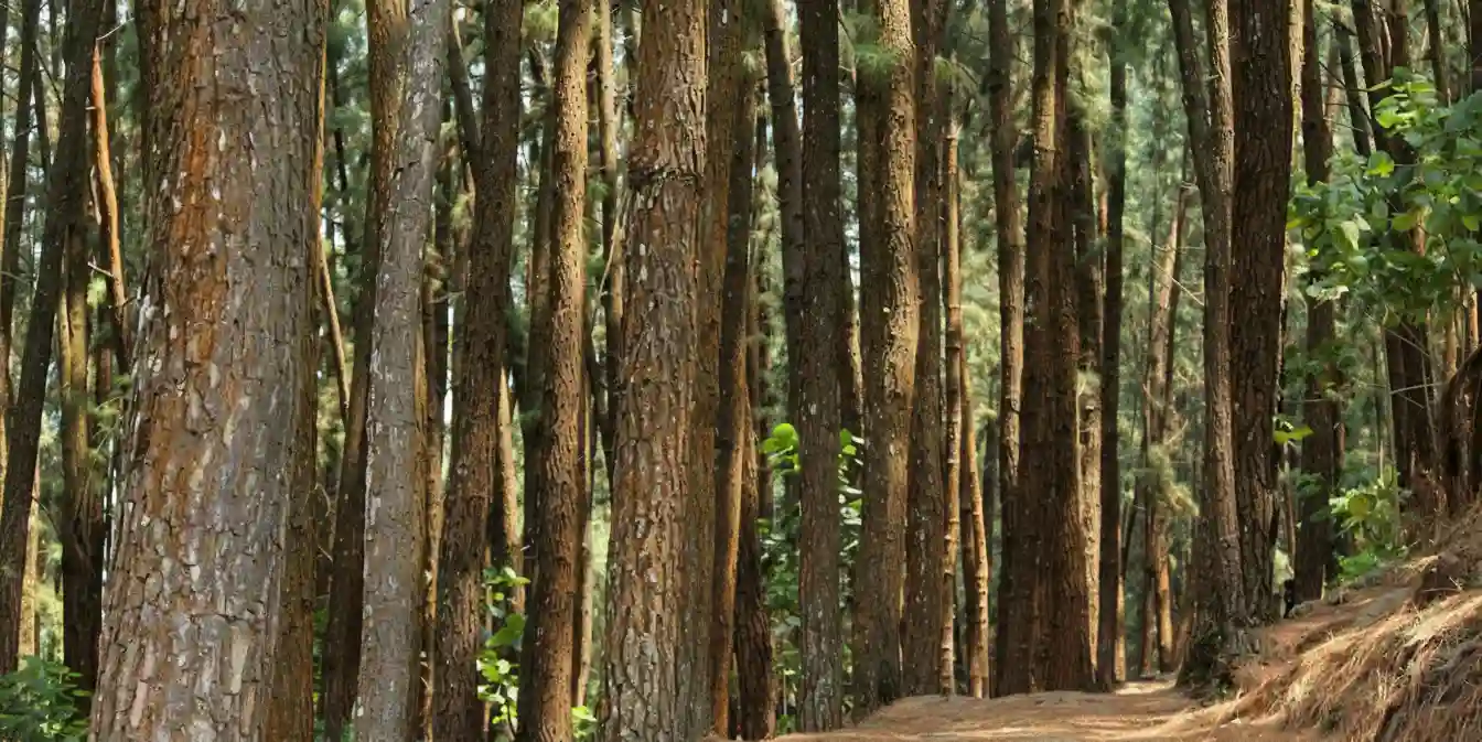 vagamon pine forest