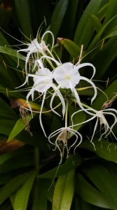 Beach Spider Lily Hymenocallis littoralis-exotic plant in vagamon