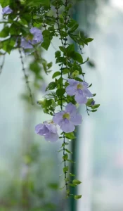 Blue Trumpet Vine-Thunbergia laurifolia-exotic plants in vagamon