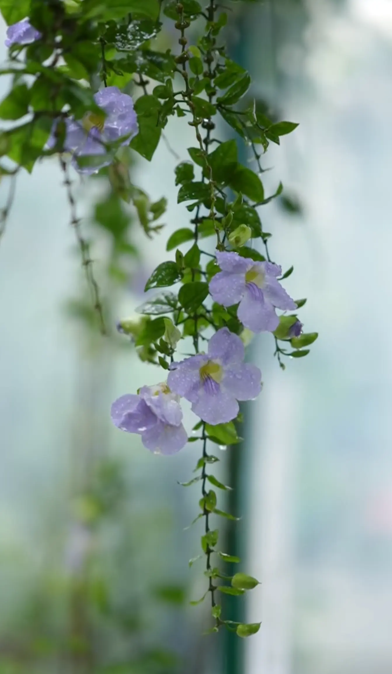 Blue Trumpet Vine-Thunbergia laurifolia-exotic plants in vagamon