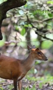 exotic animals in vagamon