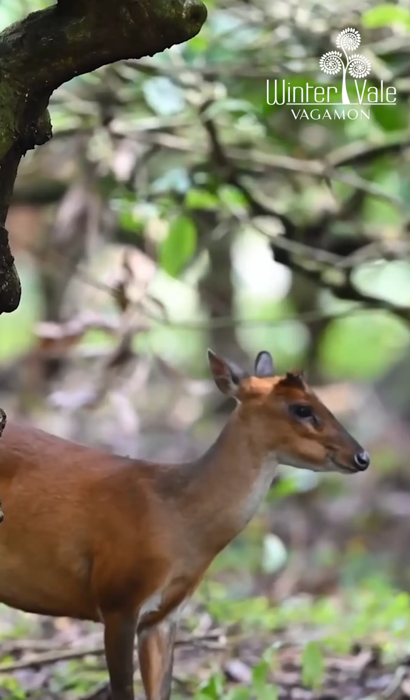 exotic animals in vagamon