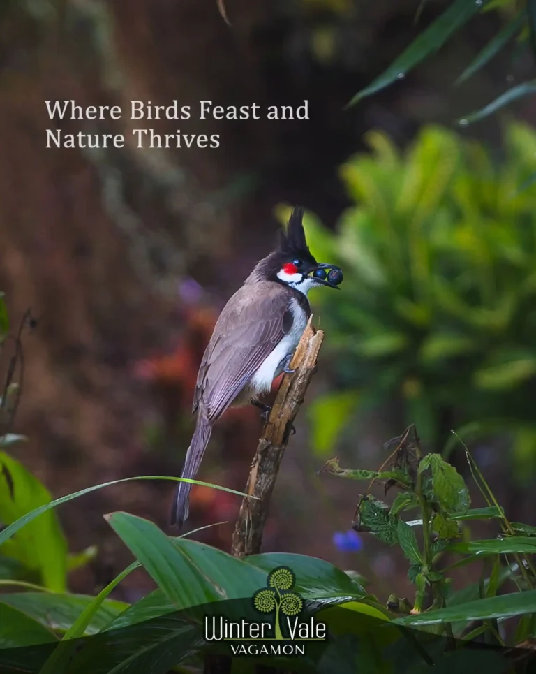birds in vagamon