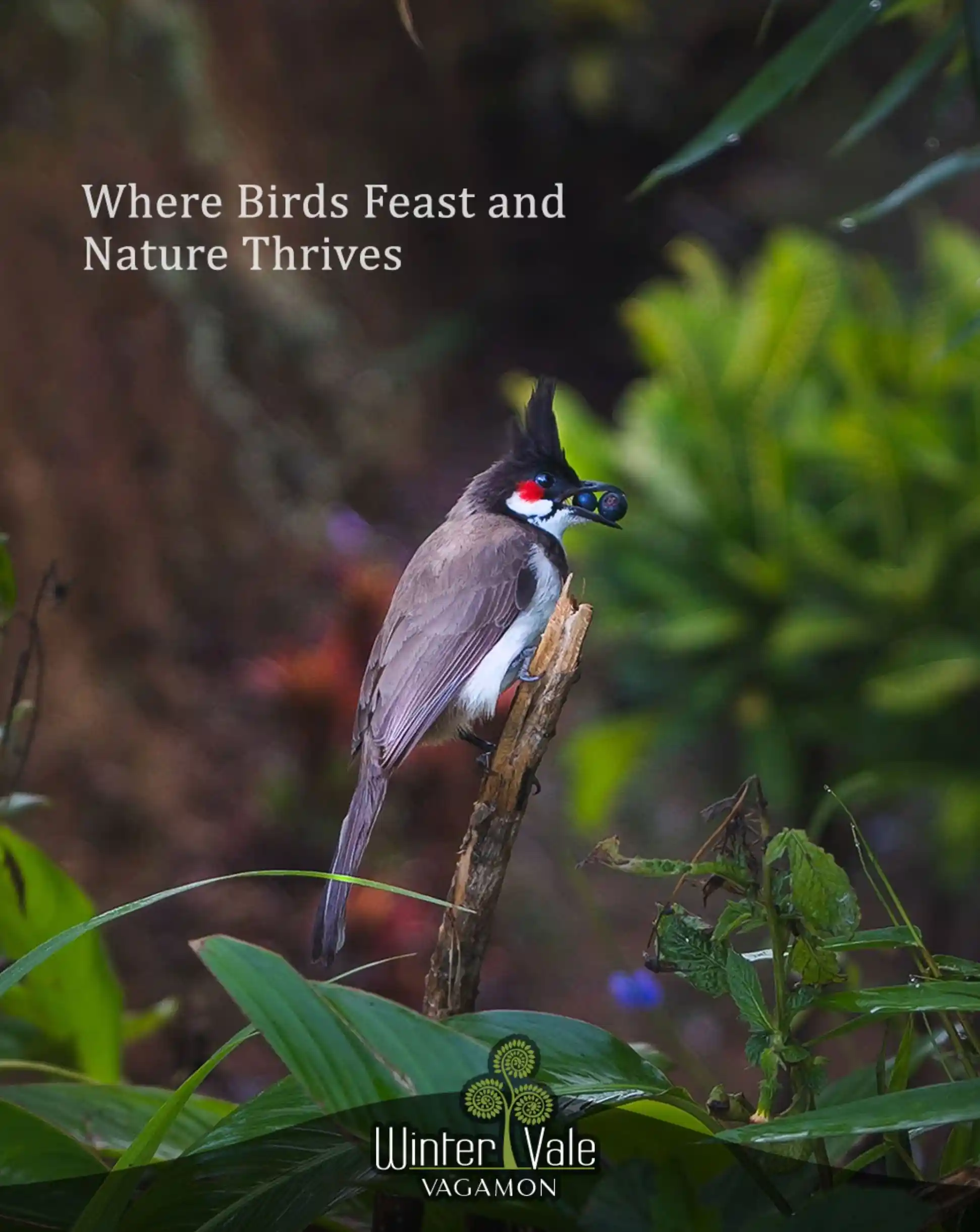 birds in vagamon